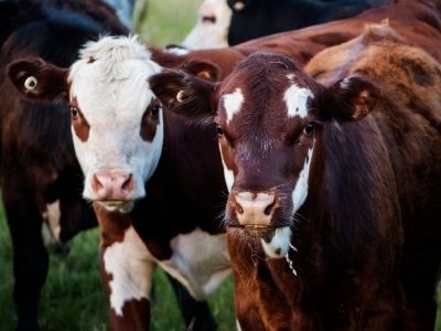 agriculture-cattle
