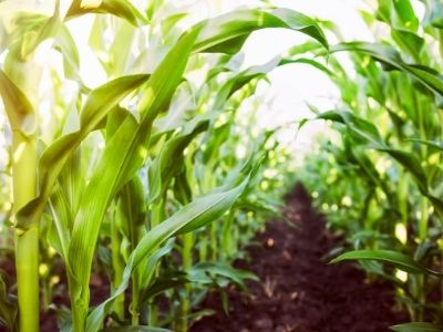 agriculture-field